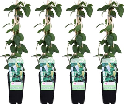 4x - Lonicera japonica 'Halliana' - ↨65cm - Ø15