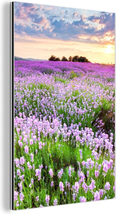 Aluminium schilderij 120x180 cm - Wanddecoratie metaal - Lavendel - Bloemen - Zonsondergang - Paars - Weide - Metalen muurdecoratie woonkamer - Decoratie industrieel - Foto op dibond - Industriële accessoires slaapkamer