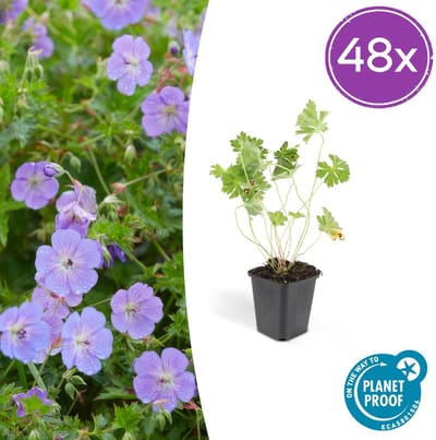 Tuinplantenshop.com | Geranium Rozanne | 48 stuks - Ø9cm - 10-25cm hoog - Tuinplant