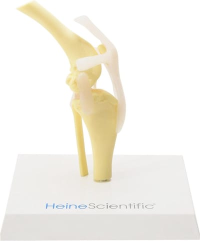 Anatomie model knie hond, 17x19x13 cm
