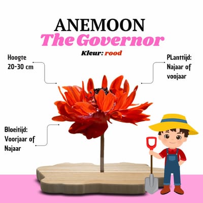 KH Bloembollen® Anemoon | The Governor – 30 stuks – Scharlakenrood met wit Voorjaarsbollen – Vaste Planten voor Tuin & Border