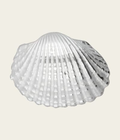 Zilveren Schelp Kokkel kettinghanger