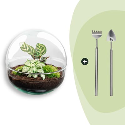 Terrarium - Dome - ↑ 20 cm - Ecosysteem plant - Kamerplanten - DIY planten terrarium - Mini ecosysteem + Hark + Schep