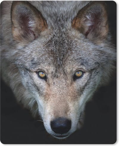 Muismat Wolven - Close-up wolf muismat rubber - 19x23 cm - Muismat met foto