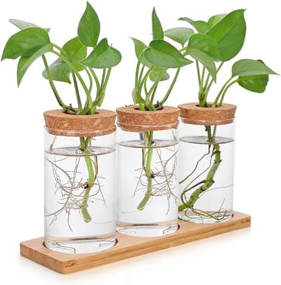 Set van 3 glazen terrariums met houten basis voor het vermeerderen van planten, moderne decoratie en hydroponische opstelling