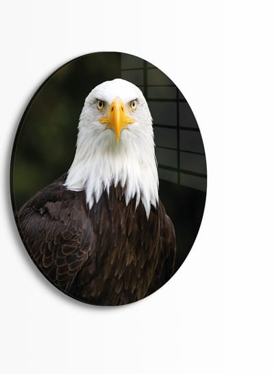 Indoorart - Muurcirkel Amerikaanse Zeearend Plexiglas 30 cm - Wanddecoratie - Afbeelding op Plexiglas - Inclusief ophangplaat