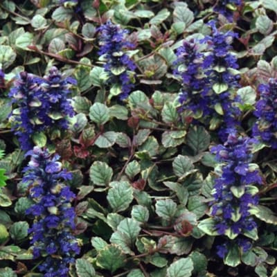 Kruipend zenegroen (Ajuga Reptans) - Burgundy Glow - Ajuga - Bijen-Vlinders - Bodembedekkers - Vaste planten - bloeit in April / Mei / Juni