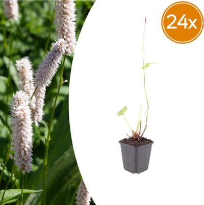 Tuinplantenshop.com | Persicaria bistorta 'Superba' | 24 stuks - Ø9cm - 10-25cm hoog - Tuinplant