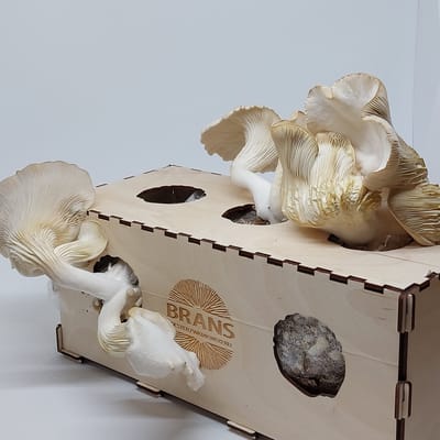 Growkit Large Deluxe voor oesterzwammen op je eigen koffiedik (duurzaam cadeau)