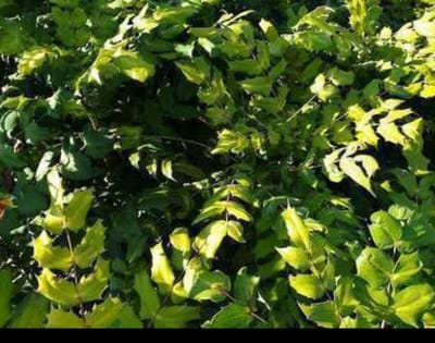 Mahonia japonica ( bealei) - Mahoniestruik, Hulstberberis 50- 60 cm in pot