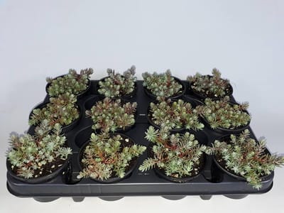 Sedum - Reflex- 12 stuks (9cm, rotsplanten)