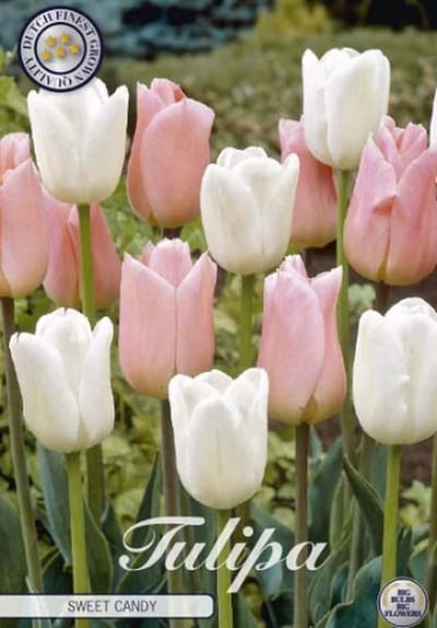 Sweet Candy Garden Tulpenbollen 10 stuks bolmaat 12+