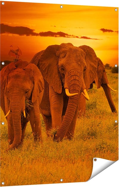 Gards Tuinposter Olifanten in het Wild - Zonsondergang - 90x120 cm - Tuindoek - Tuindecoratie - Wanddecoratie buiten - Tuinschilderij