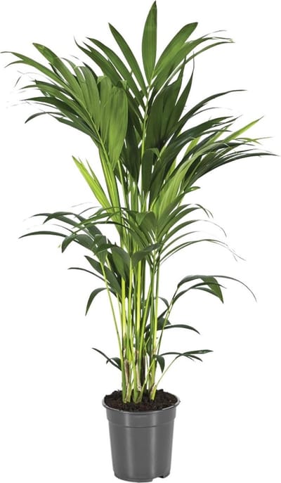 Howea Forsteriana - Ø21cm - 100cm