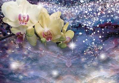 Sparkle Flowers Orchids Photo Wallcovering