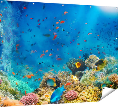 Gards Tuinposter Onderwater Vissen met Koraal in de Zee - 160x120 cm - Tuindoek - Tuindecoratie - Wanddecoratie buiten - Tuinschilderij