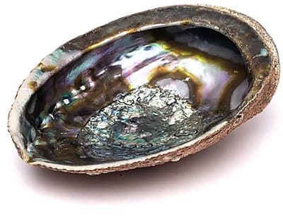 Groene Abalone smudge schelp Haliotis Fulgens L