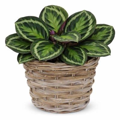 Mega Collections plantenmand Koudum - rotan - D35 x H25 cm - lichtbruin/grijs - planten/bloempot