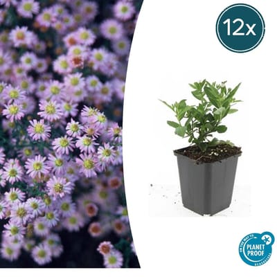 Tuinplantenshop.com | Aster ageratoides 'Stardust' | 12 stuks - Ø9cm - 10-25cm hoog - Tuinplant