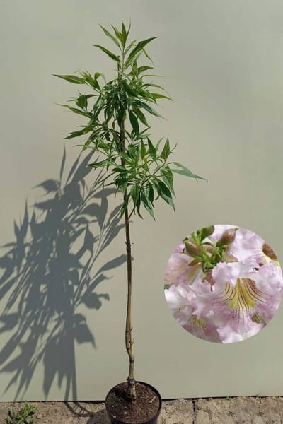 Jonge Woestijnwilg boom | Chitalpa tashkentensis ‘Summer Bells’ | 80-100cm hoogte