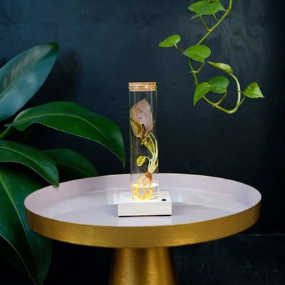 Tubes | plant in glas |Syngonium Neon | incl LED |