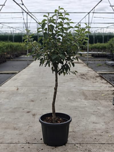 Malus domestica - Oude Appelboom 'Bramley' - Onderstam M9- 45L pot - ca. 2m