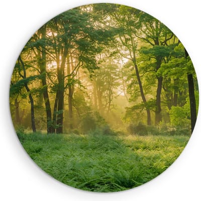 Saammp Muurcirkel Hout - bos - Grote Bomen - Landschap - Natuur - Ø 90 - Wandcirkel - Wanddecoratie Cirkel - Muurdecoratie Woonkamer - Slaapkamer decoratie - Rond Schilderij