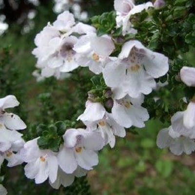 Prostanthera cuneata - Prostanthera cuneata 20-25 cm
