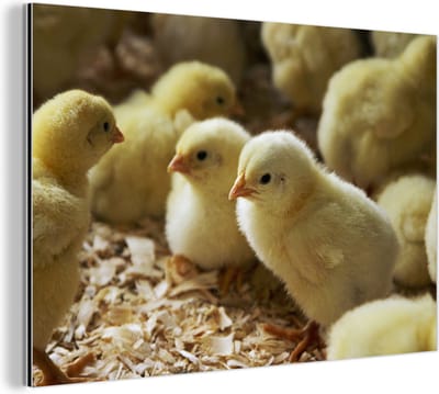 Aluminium schilderij 180x120 cm - Wanddecoratie metaal - Baby kuikentjes in het zaagsel - Metalen muurdecoratie woonkamer - Decoratie industrieel - Foto op dibond - Industriële accessoires slaapkamer