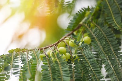 Amla Poeder - 1 Kg - Holyflavours