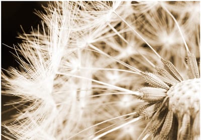 Fotobehangkoning - Behang - Vliesbehang - Fotobehang Paardenbloem - Dandelion - sepia - 150 x 105 cm