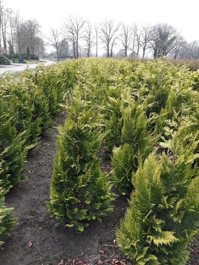 Laurier Prunus Novita 140-160 cm in Pot, 18x Haagplant