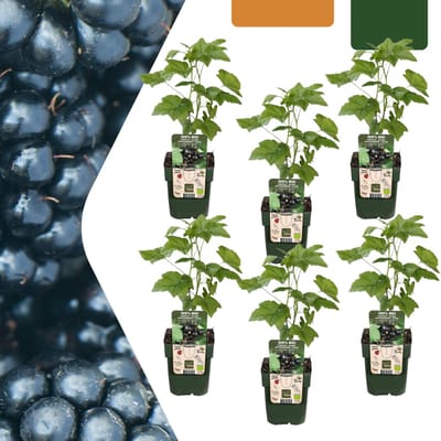 Tuinplantenshop.com | Bramenplant - Rubus fruticosus - biologisch | 6 stuks - Ø13cm - 20cm hoog - Tuinplant - Groente & Fruit