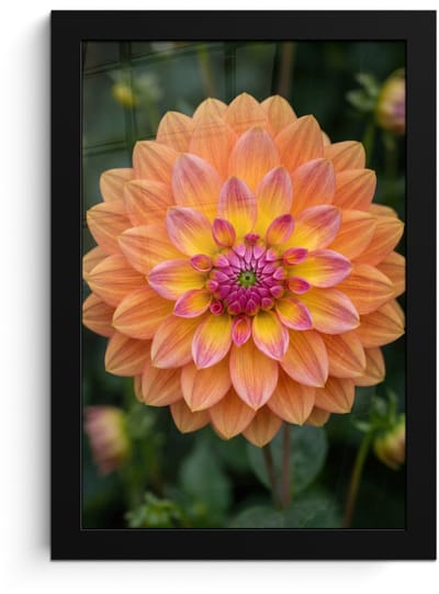 Poster in lijst - Fotolijst 20x30 cm - Posters - Dahlia - Bloem - Oranje - Posterlijst zwart - Decoratie - Wanddecoratie woonkamer - Muurdecoratie slaapkamer