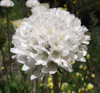 Witte Engels gras (Armeria maritima Alba) - Engels gras Alba - Armeria Maritima - Vaste planten