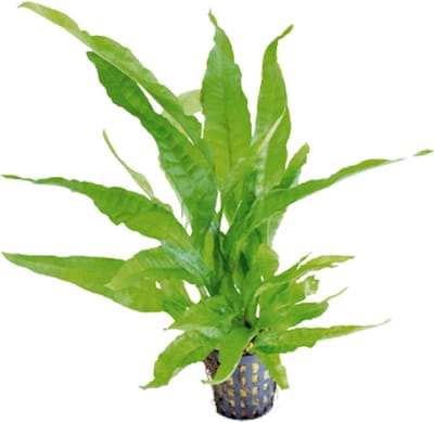 Aquafleur Microsorum Pteropus Greens | Javavaren | in 5 cm pot