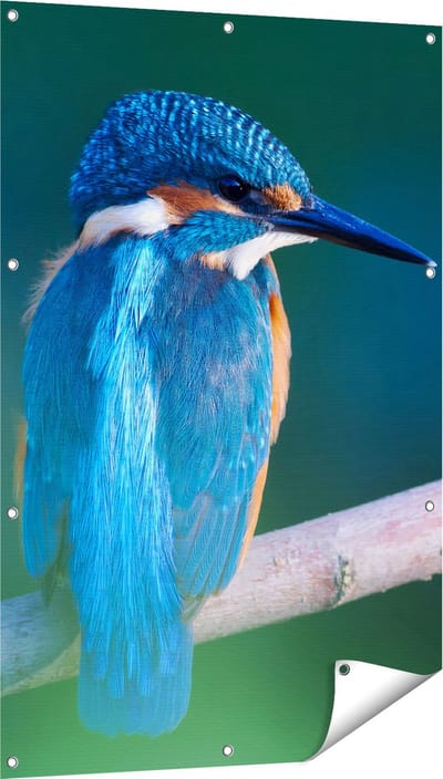 Gards Tuinposter Blauwe IJsvogel op een Tak - 80x120 cm - Tuindoek - Tuindecoratie - Wanddecoratie buiten - Tuinschilderij