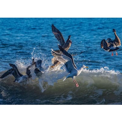 Creatieve mode volledige boor zeegezicht meeuw diamant borduurwerk foto's handgemaakte sticker keuken decor 20X30CM blue