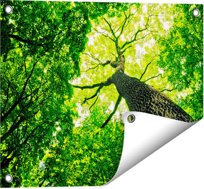 Gards Tuinposter Boom in het Bos met Fel Groene Bladeren - 50x40 cm - Tuindoek - Tuindecoratie - Wanddecoratie buiten - Tuinschilderij