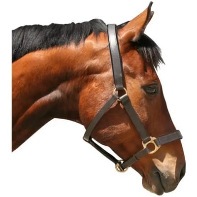 Kerbl Halsters & leidlijnen Halster leder - Bruin - Full Extra