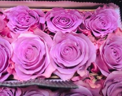 25x Rosa star platinum 60cm