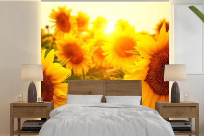 Behang - Fotobehang Zonnebloem - Geel - Bloemen - Zon - Breedte 300 cm x hoogte 300 cm