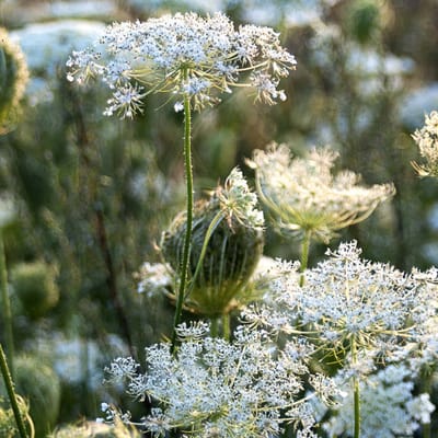 6x Daucus carota Pot 9x9cm - Ontdek onze prachtige wortelplanten collectie