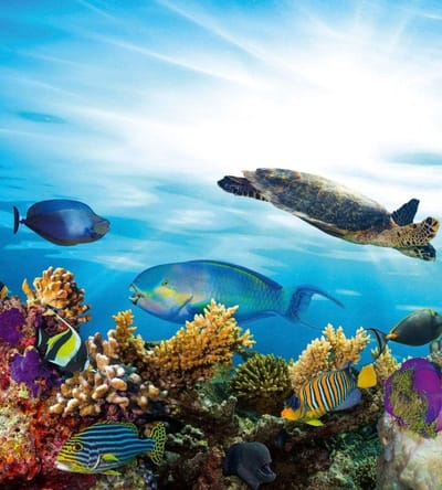 Fotobehang - Fish 225x250cm - Vliesbehang