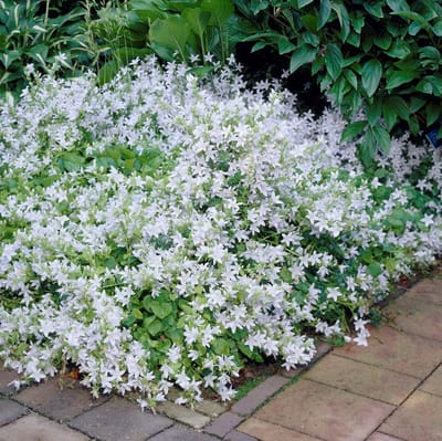 12 x Witte Klokjesbloem EH Frost - Wintergroene Bodembedekker - Campanula 'EH Frost' in 9x9cm pot met hoogte 5-10cm