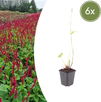 Tuinplantenshop.com | Persicaria a. 'Blackfield' | 6 stuks - Ø9cm - 10-25cm hoog - Tuinplant