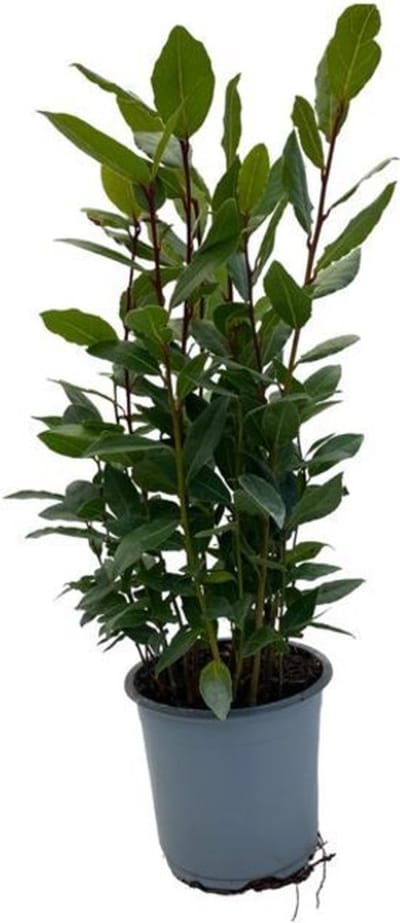 Plantenboetiek.nl | Laurus Nobilis - Ø14cm - 25-35cm hoog - Tuinplant
