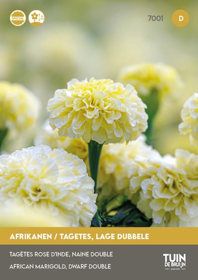 Afrikaantjes Zaden Eskimo – Tagetes Erecta Nana – ±100 Zaden – Lage Dubbele Witte Bloemen – Zomerbloeier – Voor Tuin, Balkon en Terras – 0,4 Gram