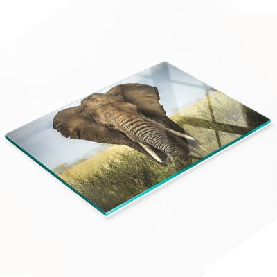 Gehard multifunctioneel decoratief bord van glas met olifantenmotief (Savannah) 80x52 cm