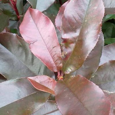 Photinia Fraseri 'Camilvy' - Glansmispel 40-60 in pot